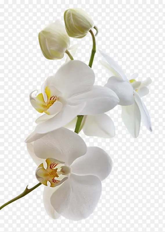 白色花朵花苞装饰