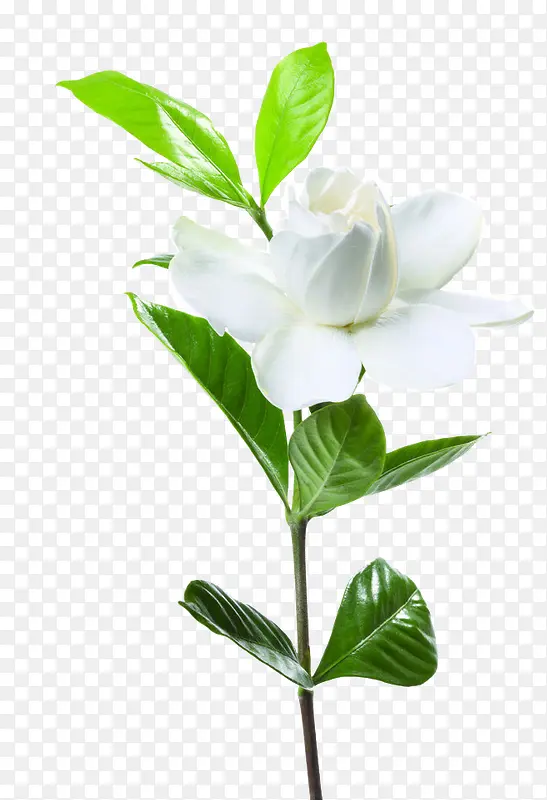 山荼花白色花朵