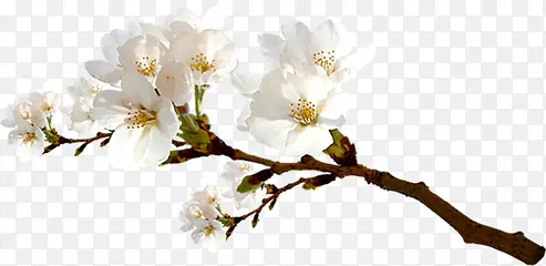 白色简约花朵树枝装饰