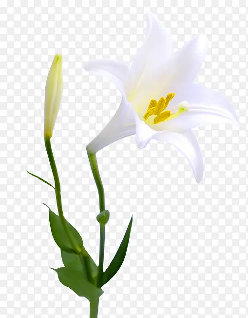 高清白色花朵绿叶护肤品装饰
