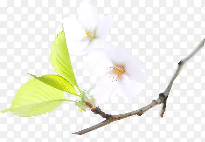 白色简约纯洁花朵