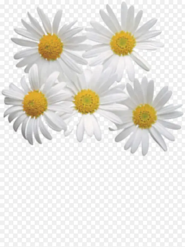 白色唯美春天雏菊花朵