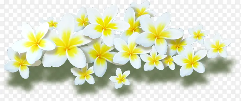 白色唯美花朵清新美景