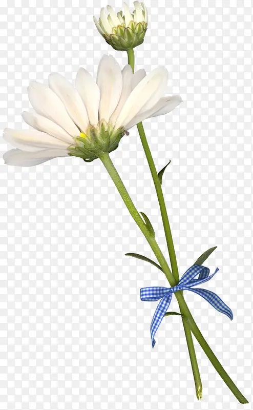 高清白色花朵花苞