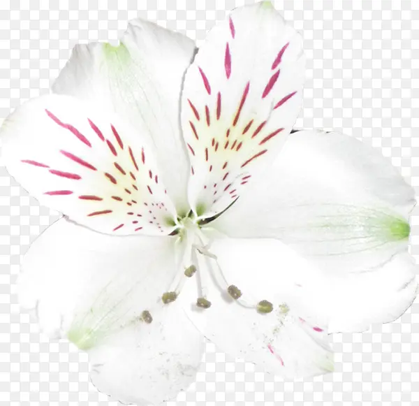 白色花朵花蕊花瓣