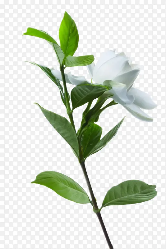 花朵白色玫瑰花花朵花枝装饰