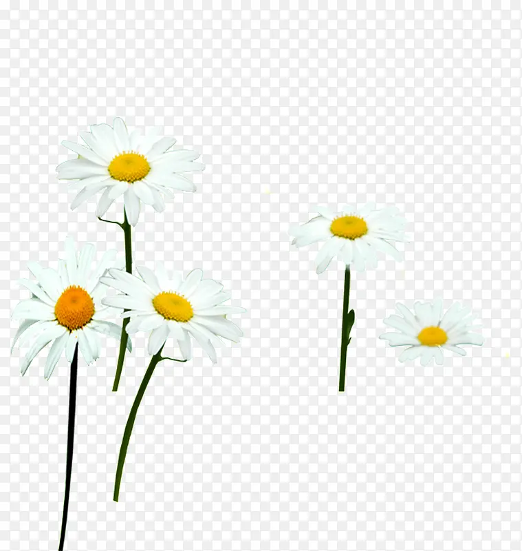 白色唯美花朵宣传