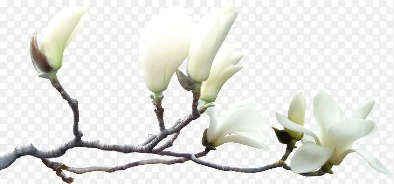 白色春日开放花朵