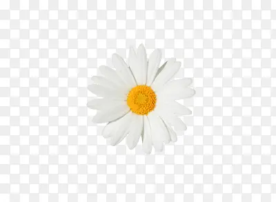 白色雏菊素材花朵