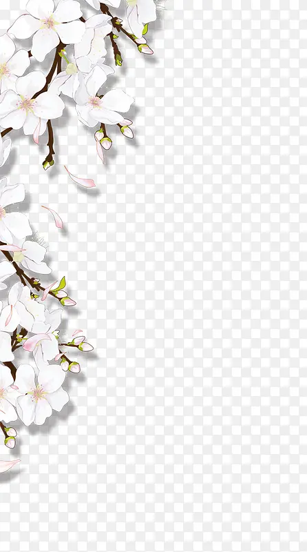 白色手绘花朵植物