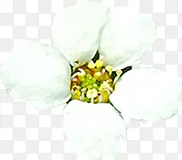 白色梦幻花朵春天