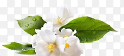 白色淡雅花朵露珠树叶