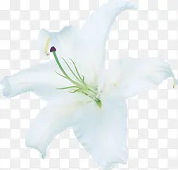 白色纯洁花朵高清