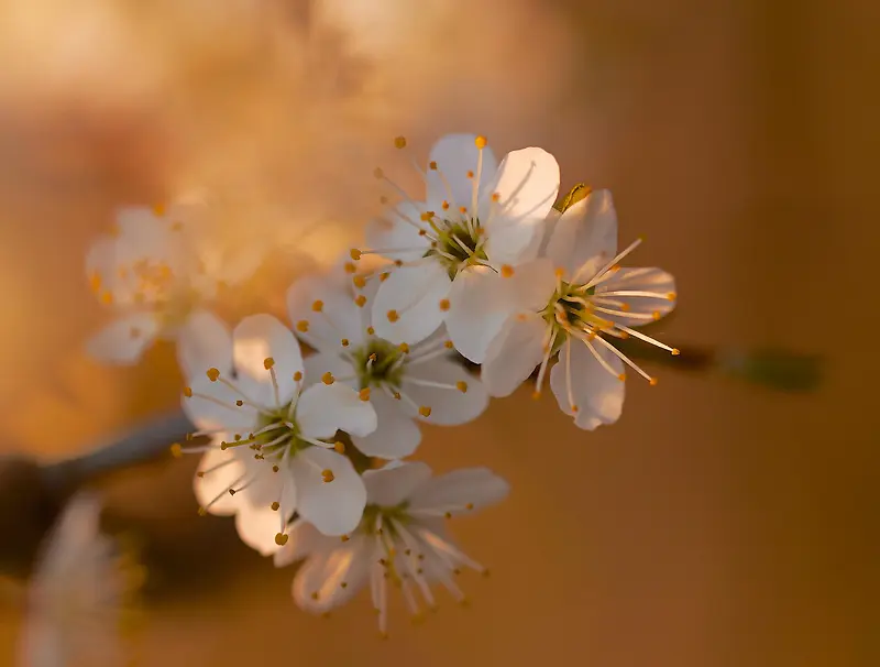 黄蕊白色花朵高清