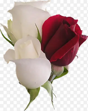 清新红白色玫瑰花朵