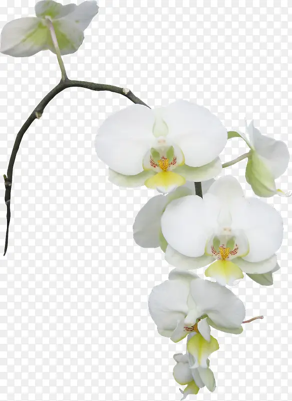 白色花朵花枝