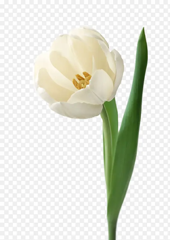 白色盛开花朵花蕊
