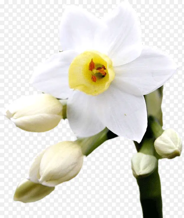 白色花朵花苞