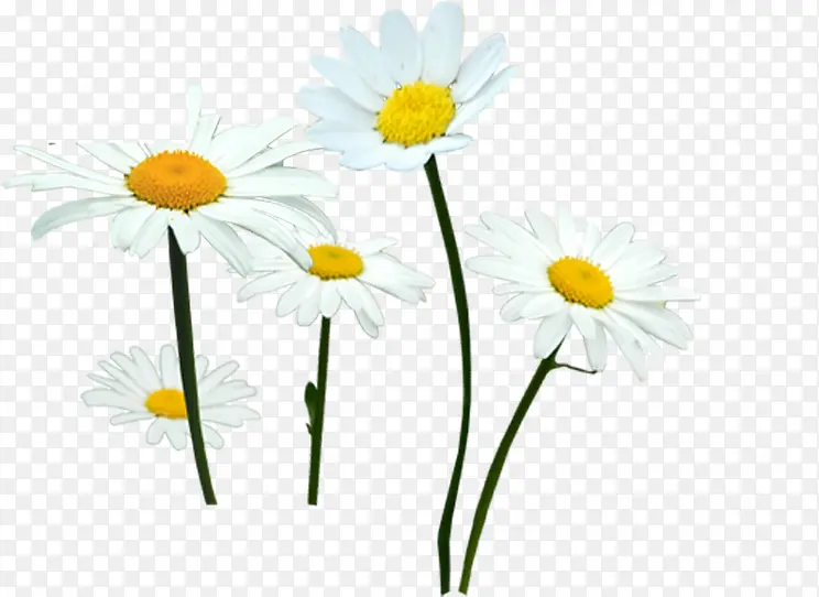 春天白色雏菊装饰花朵