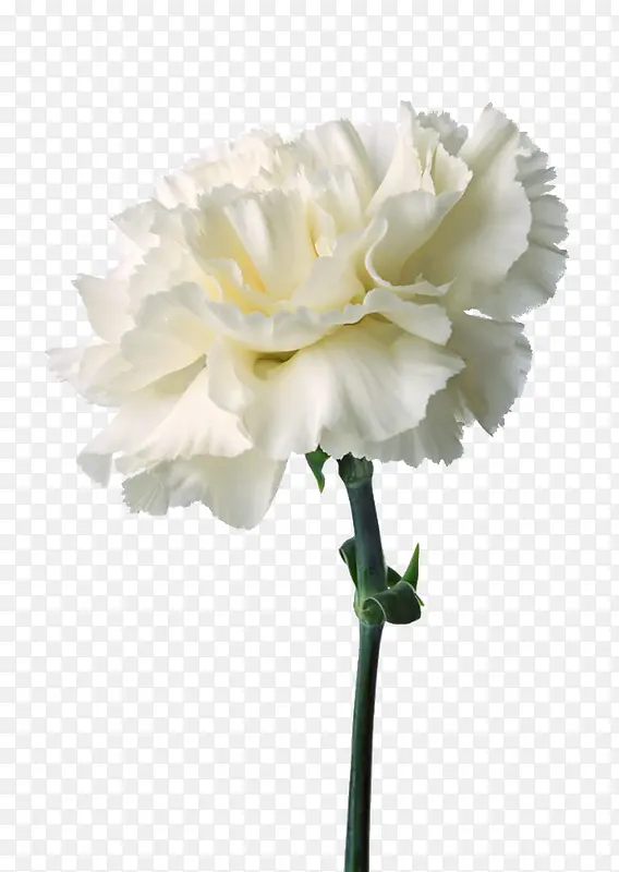 白色牡丹花朵