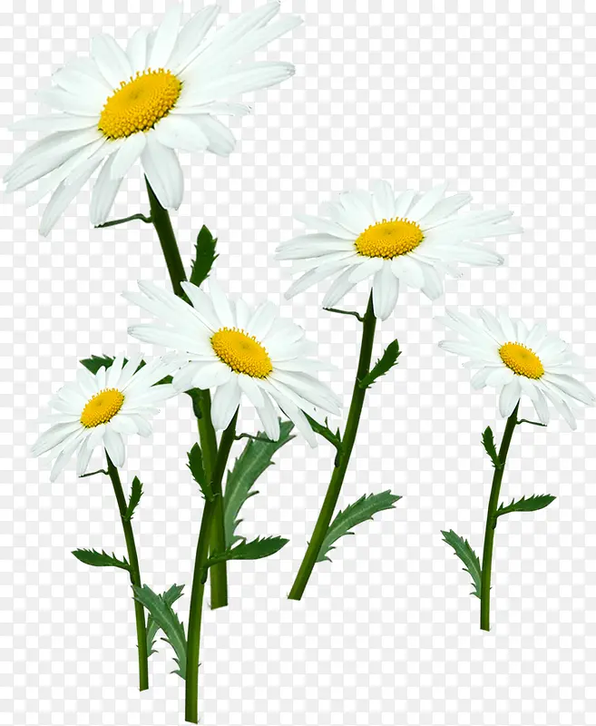 白色清新自然花朵