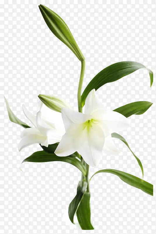 绿色枝干 白色花朵png素材