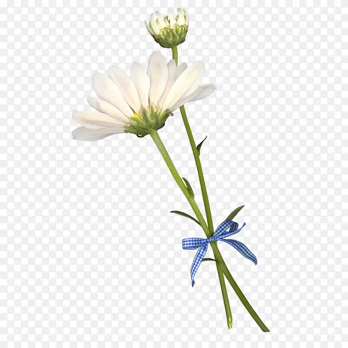 白色花朵蓝色蝴蝶结