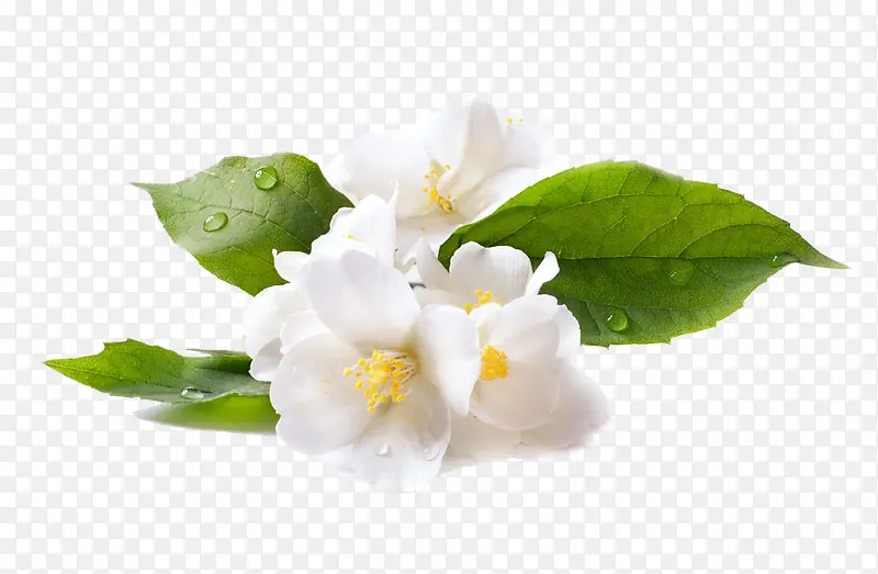 白色花朵绿色树叶高清摄影