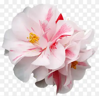 高清梦幻粉白色花朵装饰