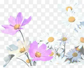 白色紫色菊花花朵