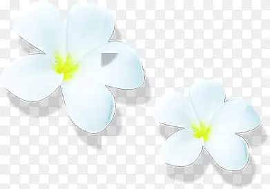 白色手绘花朵装饰