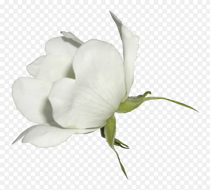 绿叶白色花朵png素材