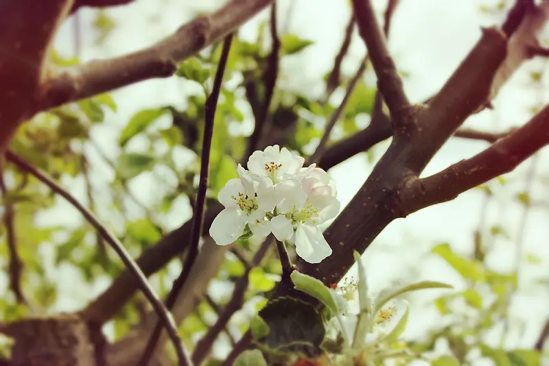 自然花朵白色花蕊