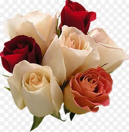 清新红白色玫瑰花朵装饰