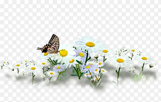 春天白色花朵昆虫蝴蝶