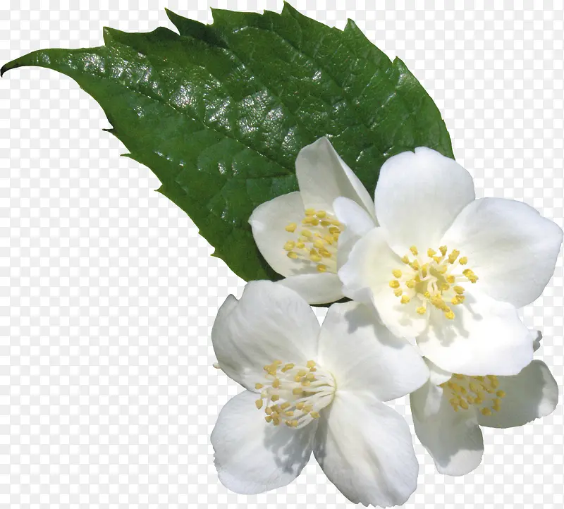 白色花朵绿色叶子清新植物