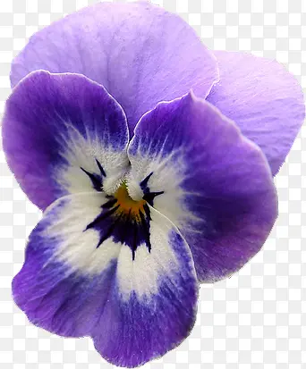 紫白色兰花花朵