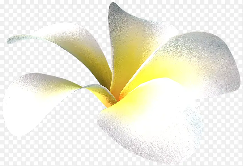 彩绘白色花朵装饰图片