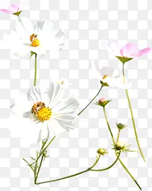 白色简洁花朵景观