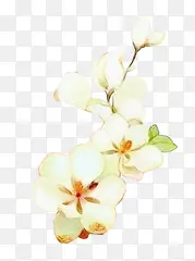 白色花朵中国风插画