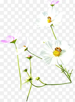白色创意花朵可爱