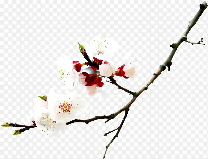 白色花朵树枝景观装饰