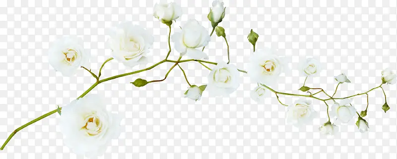 白色花朵绿枝干