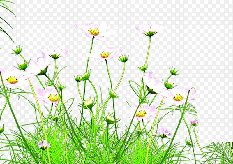 白色春天花朵美景创意草地