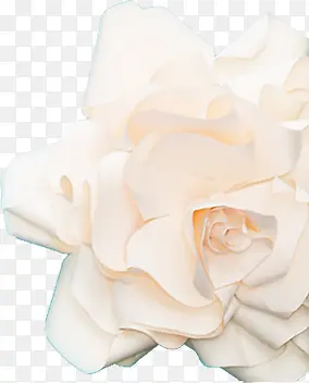 白色纯净花朵图案