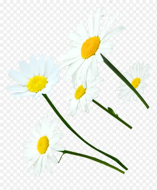 手绘白色自然风光花朵