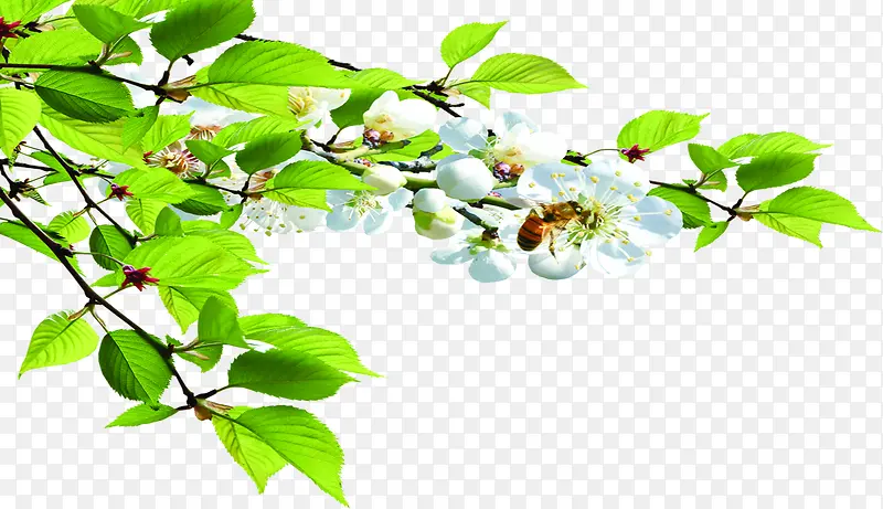 白色花朵美景树叶树枝
