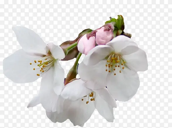 四朵白色花朵装饰