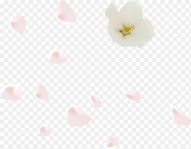 白色浪漫婚庆花朵花瓣