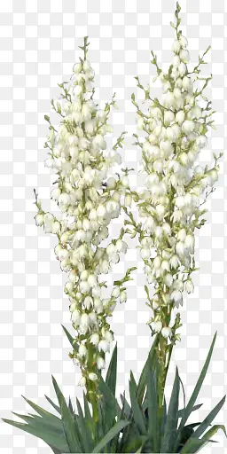 白色花朵植物花草